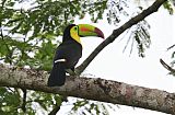 Keel-billed Toucan